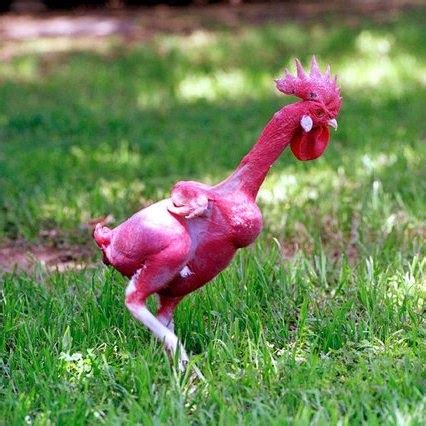 featherless chicken breed|The Featherless Chicken: The。